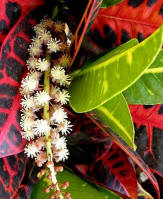 The croton flowers