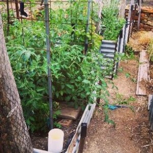 Our vegetable garden