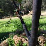 macadamia with ash ghee clay at base of trunk and on affected areas