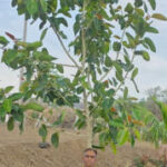 232agro_banyanbhosale05