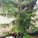 238carmenrosa_cotos02