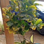 238carmenrosa_cotos03