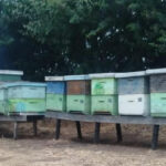 239agro_rodrigoleiva04