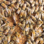 239agro_rodrigoleiva07